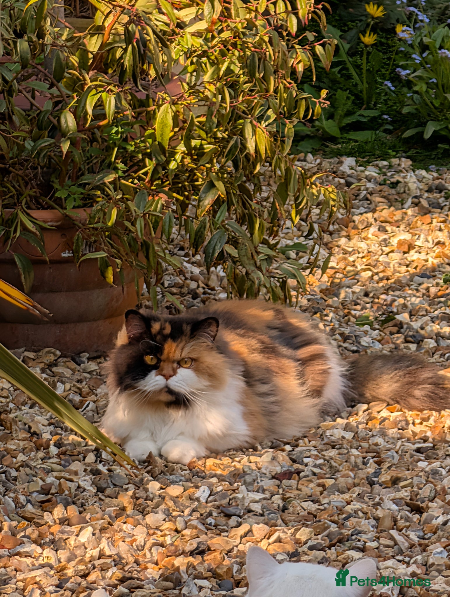 British Longhair cats 💞Unique Girl BLH Neutered 😻  - Advert 2