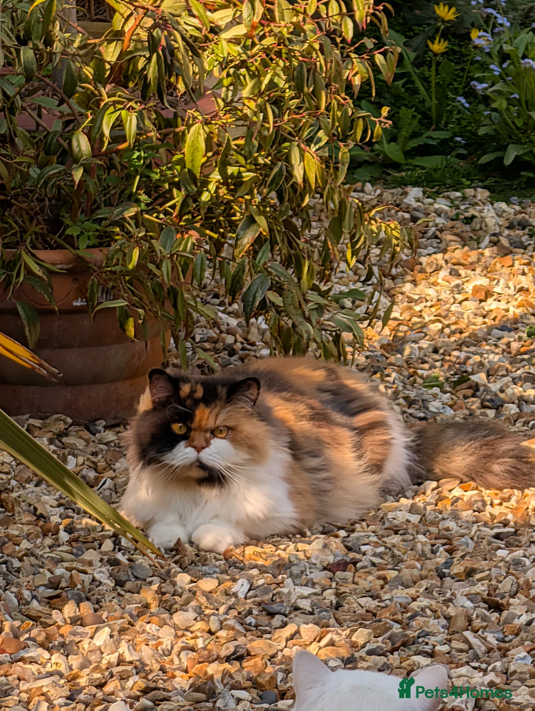 British Longhair cats for sale: 💞CH BLH Girl Neutered 😻  - Advert 2