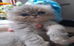 Persian cats for sale: Blue Persian kittens  - Image 4
