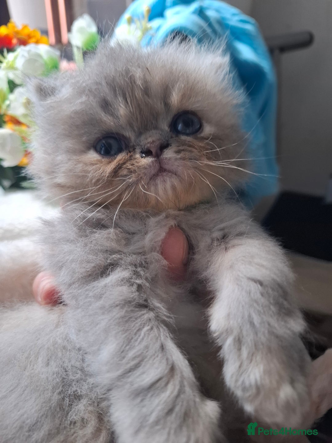 Persian cats for sale: Blue Persian kittens  - Image 4