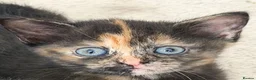 Mixed Breed cats for sale: 4 kittens for sale - see description for prices  - Advert 5
