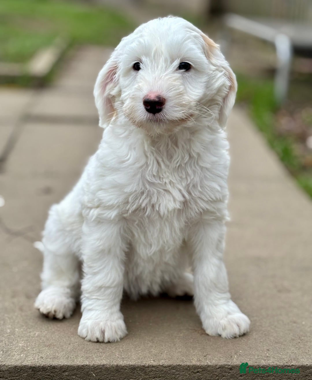 Australian Labradoodle dogs for sale: Exceptionally bred for Health! Temperament! Looks! - Advert 26