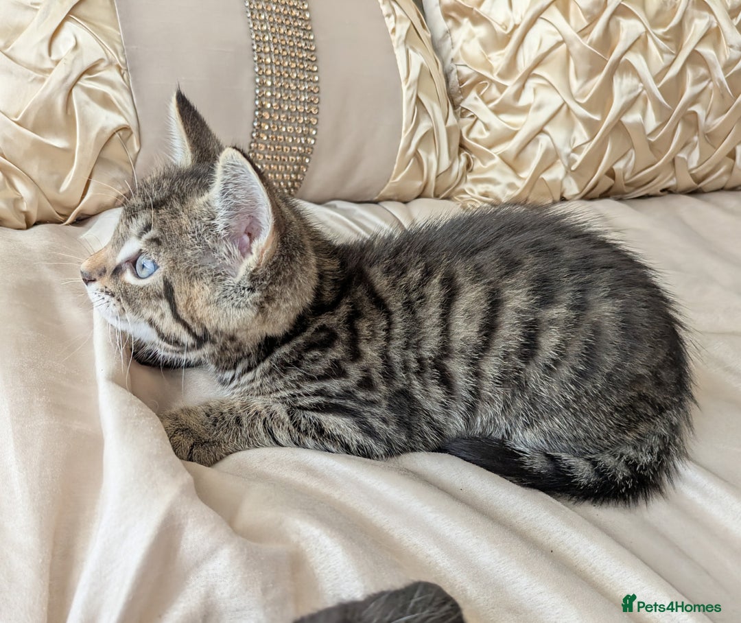 Bengal cats for sale: Purebred Spotted Bengal Kittens Brown Charcoal - Image 8