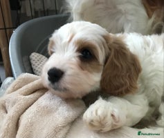 Cavapoo dogs - Advert 12