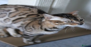 Bengal cats 🔥TICA,GCCF ACTIVE IMPORTED ELITE BREEDING QUEEN🔥 - Advert 12