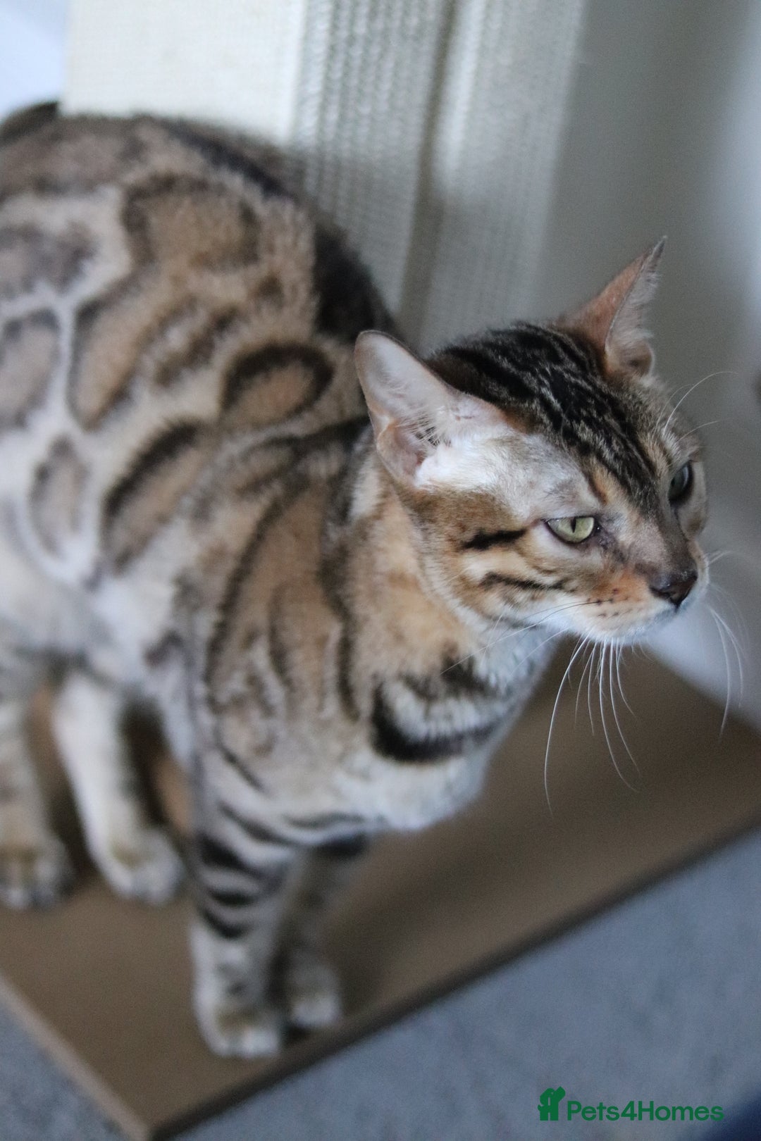 Bengal cats for sale: 🔥ELITE IMPORTED SEAL SEPIA BENGAL QUEEN ACTIVE⭐ - Advert 4