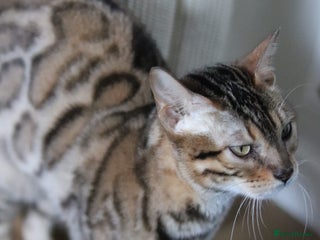 Bengal cats Imported Seal Sepia Bengal Queen–Proven Active - Advert 10