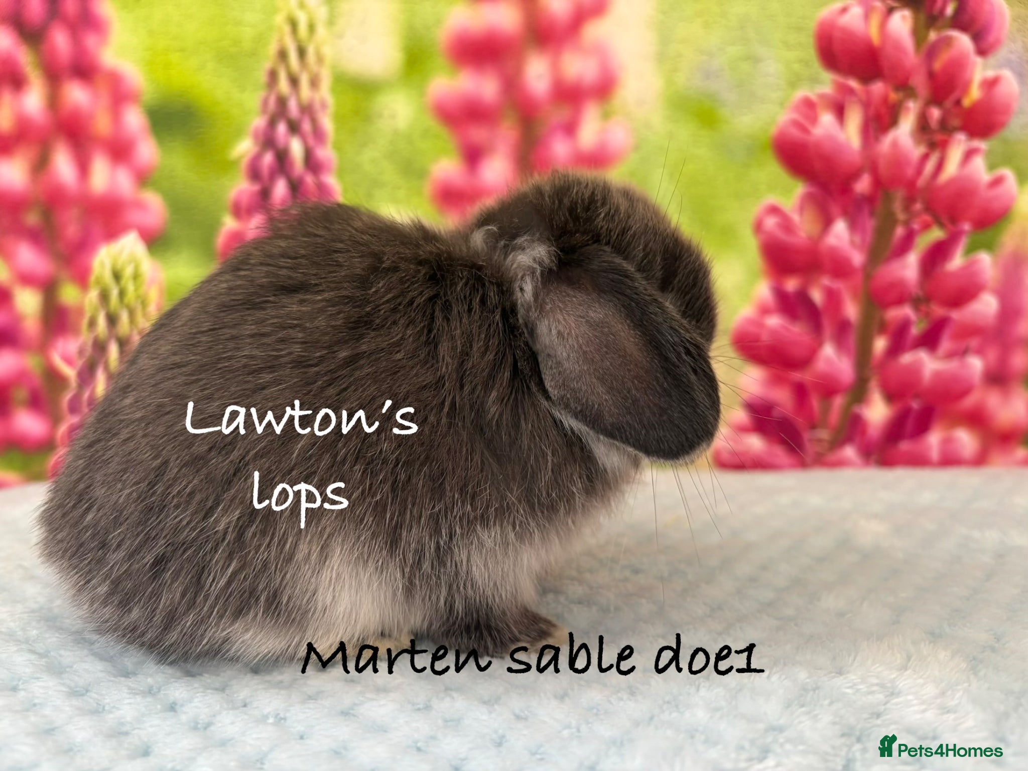 Mini Lop rabbits Mini lop Does - Advert 16