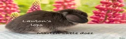 Mini Lop rabbits for sale: Mini lop Does - Advert 1