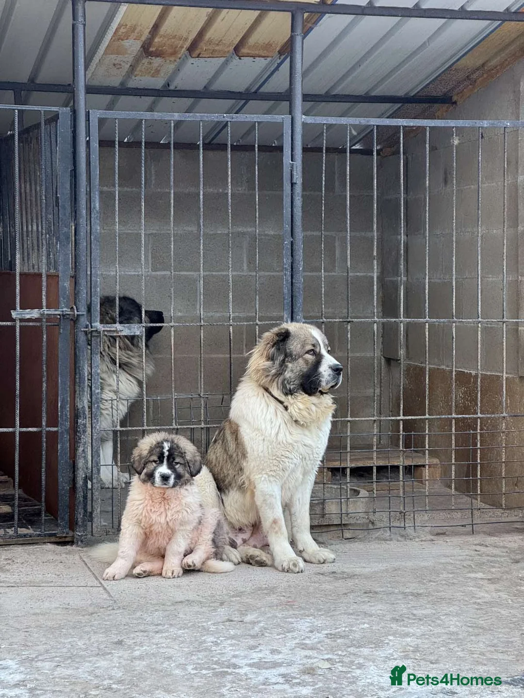 Caucasian Shepherd Dog dogs for sale: Caucasian Shepherd (Ovcharka) female puppy top Qlt - Advert 5