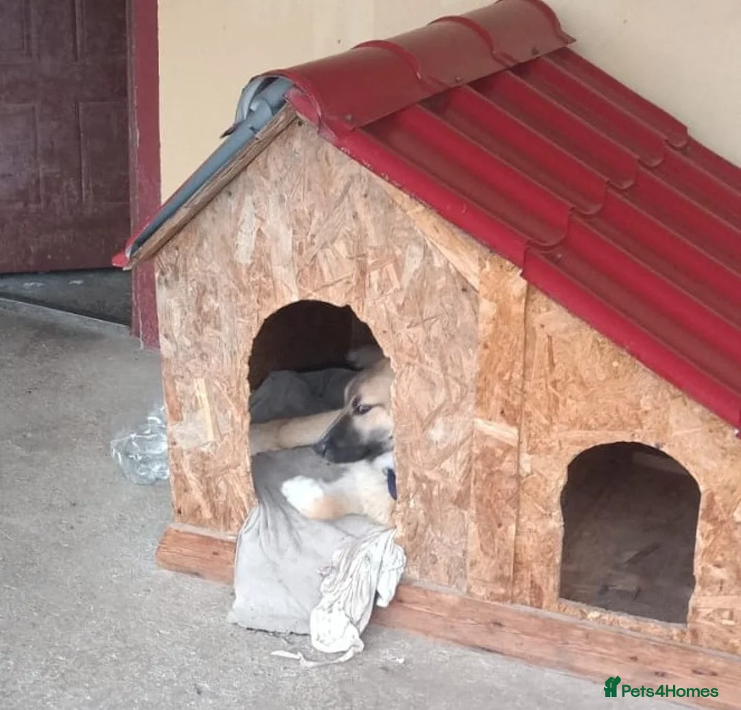 Mixed Breed dogs for adoption: 🐾Meet CHARLIE🐾 - a Lovely Boy for a Loving Home - Advert 3