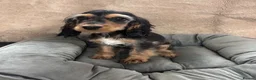 Cocker Spaniel dogs for sale: Adorable little show cocker spaniel pups  - Advert 20