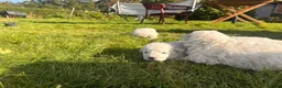 Maremma Sheepdog dogs for sale: A Rare Opportunity to Welcome a Maremma Sheepdog - Advert 8