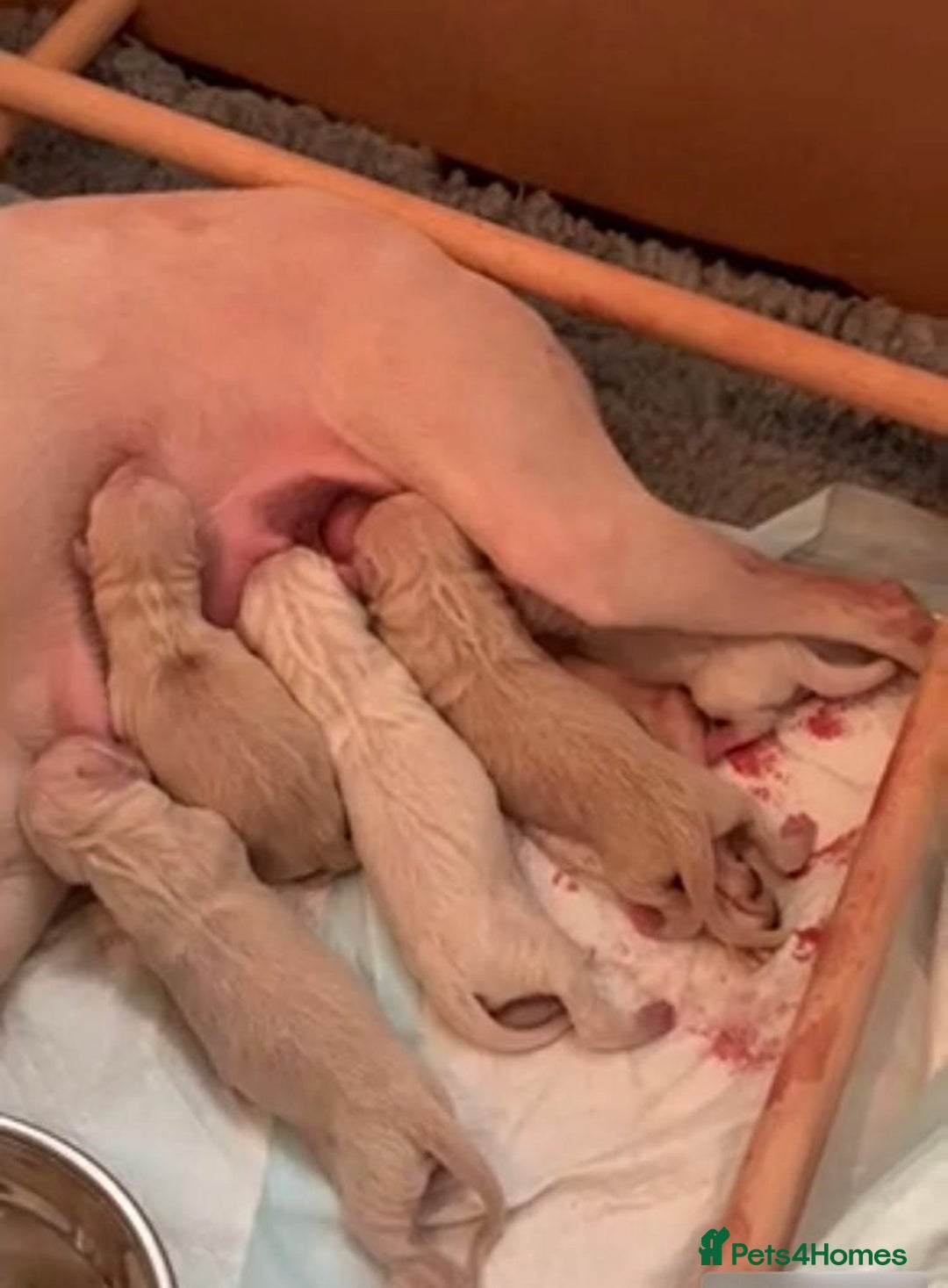 Italian Greyhound dogs for stud: Romeo italian greyhound Russian Import for stud  in Liverpool - Advert 18