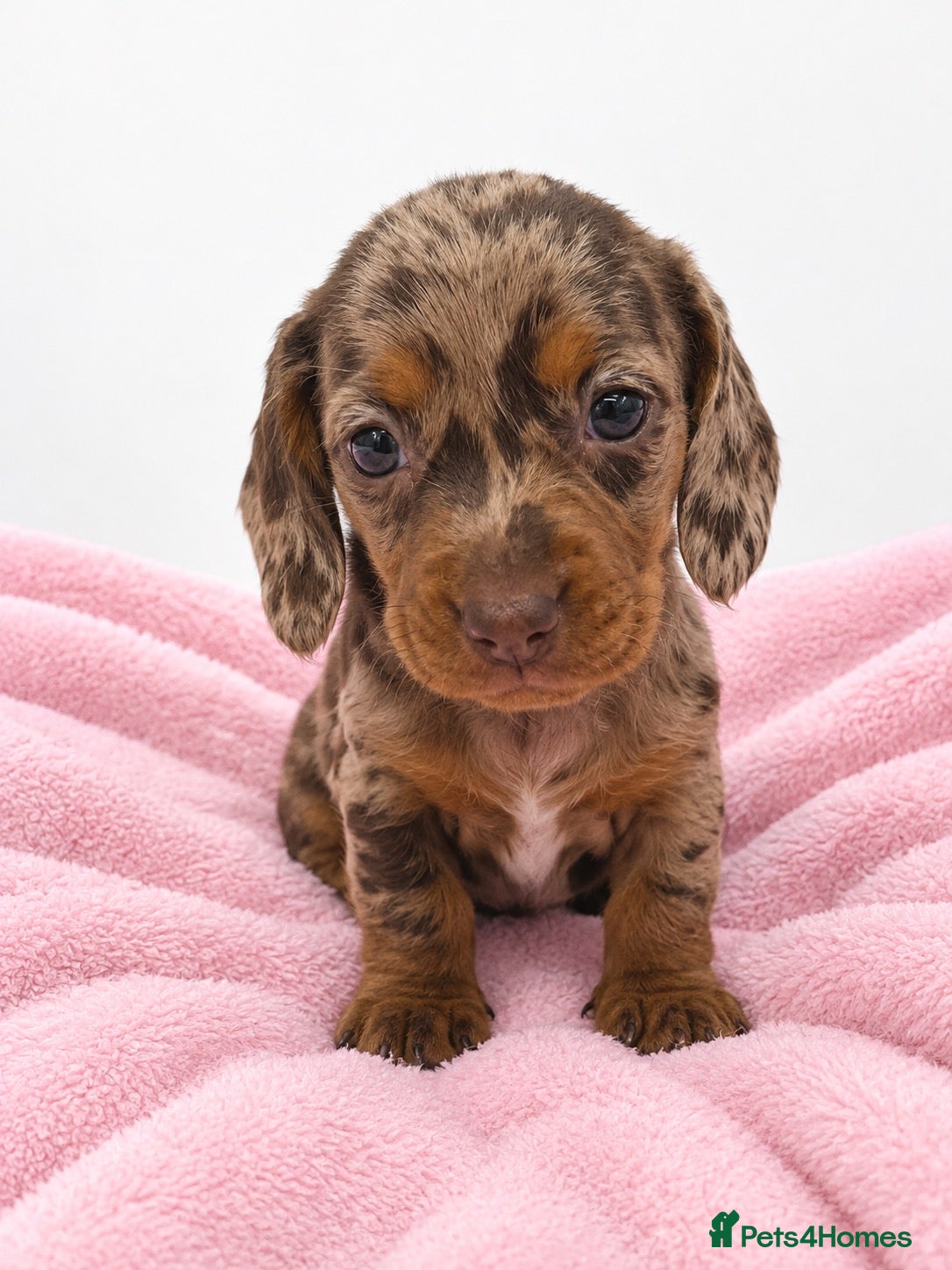 Miniature Dachshund dogs for sale: Miniature Dachshund Puppies - Advert 2