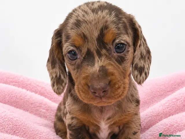 Miniature Dachshund dogs for sale: Miniature Dachshund Puppies - Advert 5