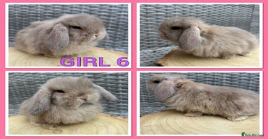 Mini Lop rabbits - Advert 2