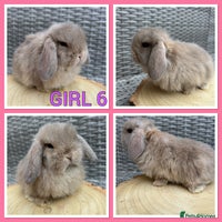 Mini Lop rabbits - Advert 2