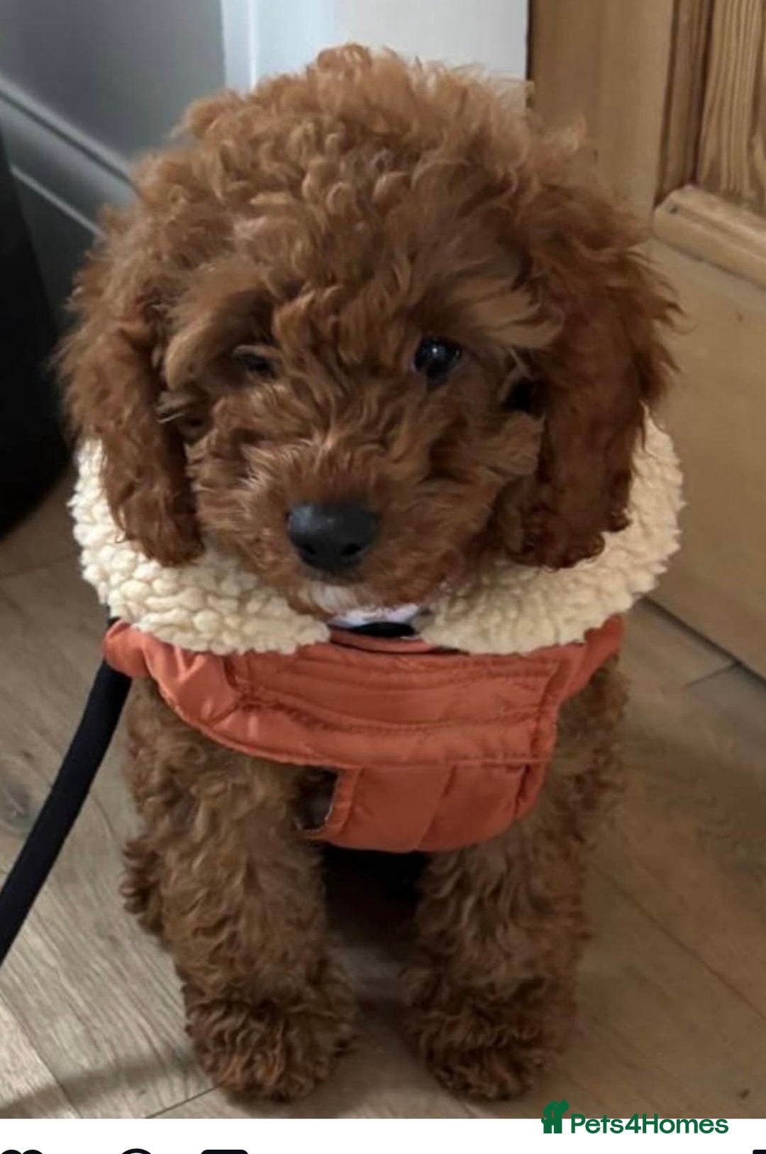 Cavapoo dogs for sale: Extensively health tested toy cavapoos red  - Advert 10