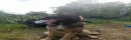 German Shepherd dogs for sale: Tye German shepherd  - Advert 3