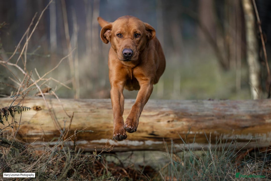 Labrador Retriever dogs for sale: Labrador retriver black and fox red puppies - Advert 17