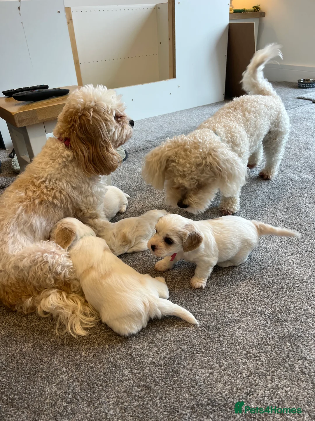 Cavachon dogs for sale: 🐶 Adorable Cavachon Puppies for Sale! 🐾 - Advert 3
