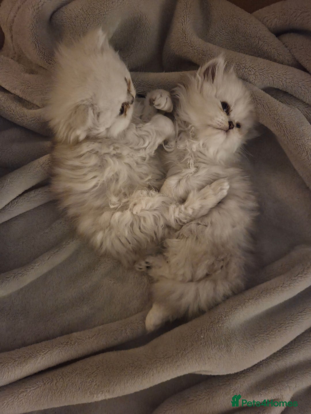 Persian cats for sale: Silvertip Chinchilla Persian- Boy & Girl Available - Advert 10