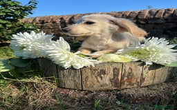 Miniature Dachshund dogs for sale: KC reg Miniature English cream dachshund girl  - Image 5