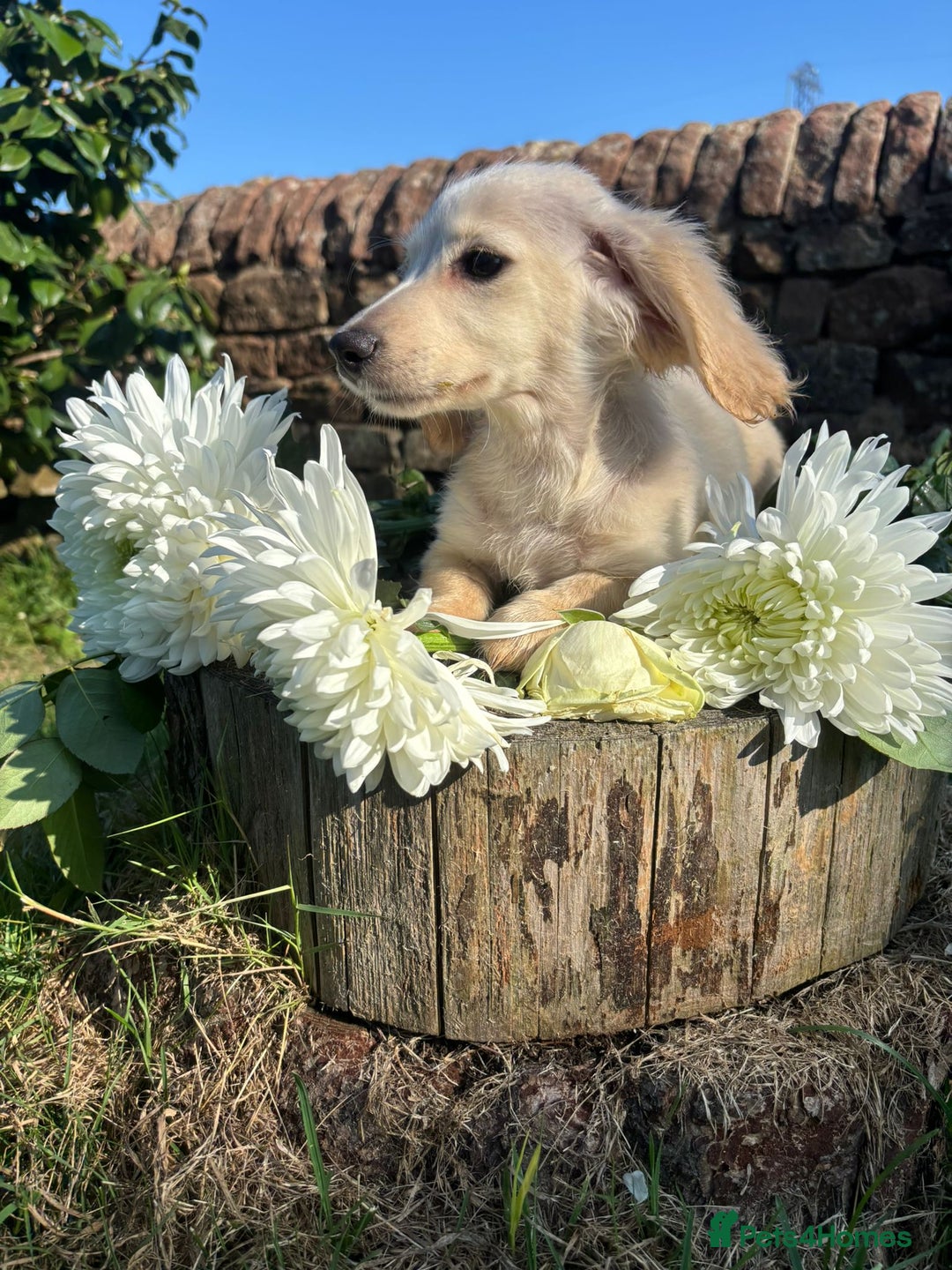 Miniature Dachshund dogs for sale: KC reg Miniature English cream dachshund girl  - Image 5