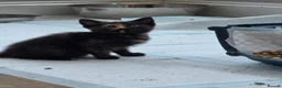 Mixed Breed cats for sale: Gorgeous tortoiseshell and tabby kittens - Advert 2
