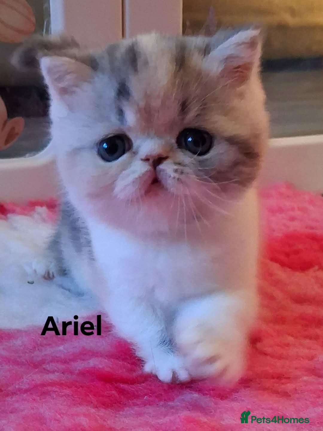 Exotic cats for sale: *Now Reserved* - Advert 1