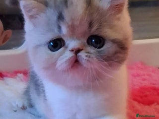Exotic cats for sale: Gccf Registered Exotic Little Girl - Advert 2