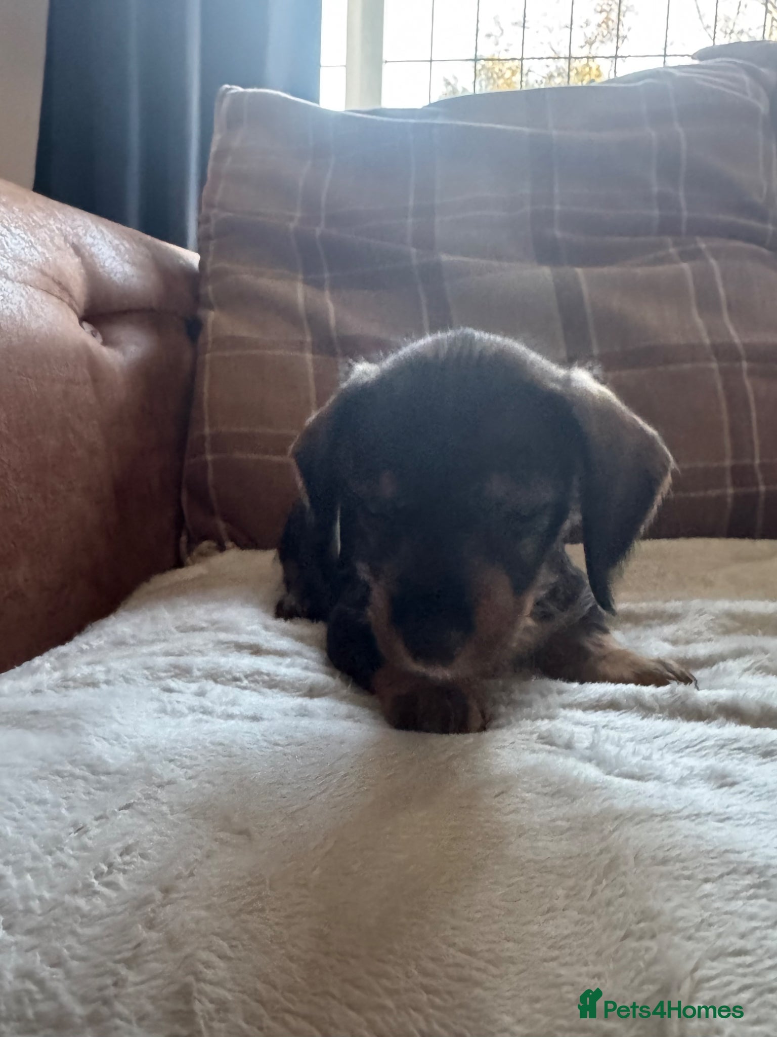 Dachshund dogs Dachshund Puppies – 4 Girls & 1 Boy Ready 8th May - Advert 2