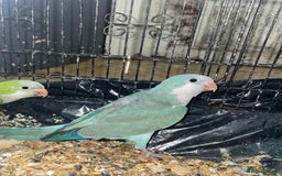 Parrots birds for sale: Quankers pairs for sale(Male and Female - Image 3