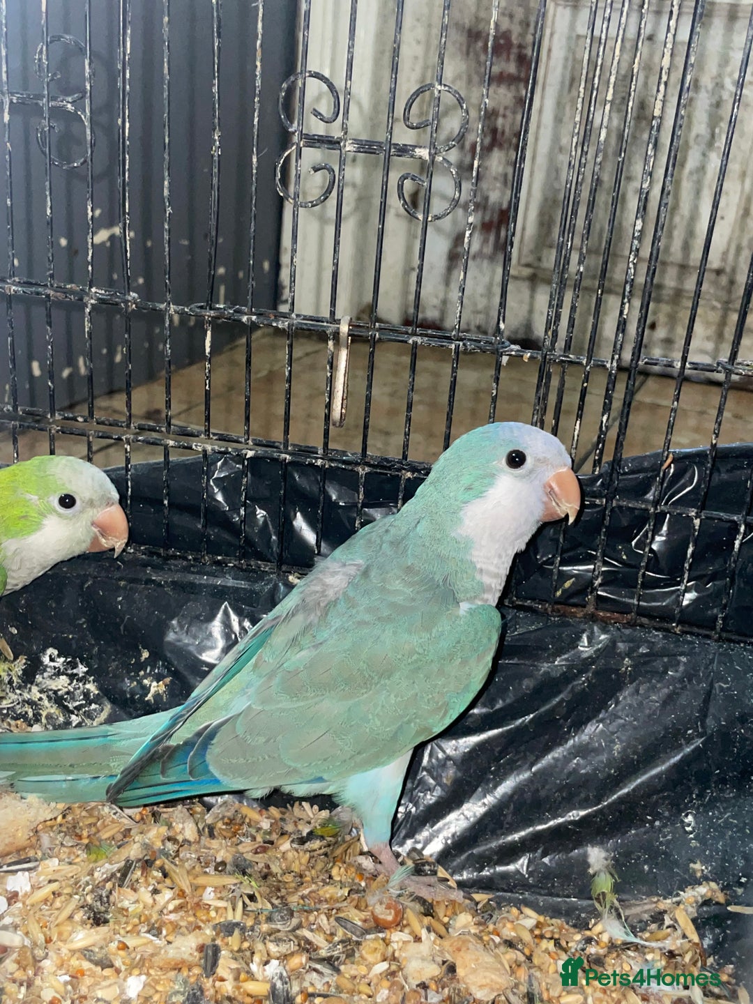Parrots birds for sale: Quankers pairs for sale(Male and Female - Image 3