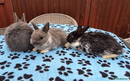 Netherland Dwarf rabbits for sale: 3 Netherland Dwarf bunnies ready 4 forever homes  - Image 24