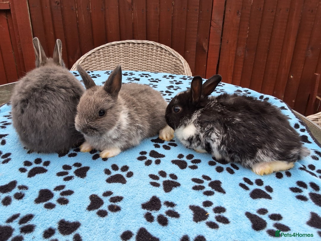 Netherland Dwarf rabbits for sale: 3 Netherland Dwarf bunnies ready 4 forever homes  - Image 24