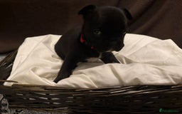 French Bulldog dogs for sale: 7 beautiful French bulldog puppies for sale - Image 24