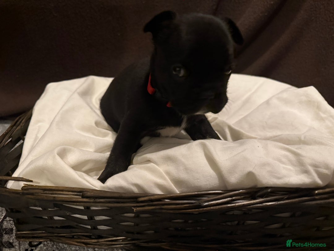 French Bulldog dogs for sale: 7 beautiful French bulldog puppies for sale - Image 24