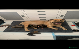 Mixed Breed dogs for sale: Bull mastiff x American bulldog puppies - Image 11