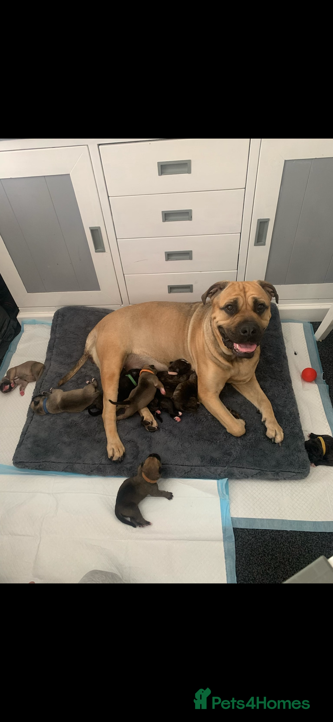 Mixed Breed dogs for sale: Bull mastiff x American bulldog puppies - Image 11