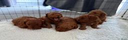 Mixed Breed dogs for sale: Adorable Toy/Miniature Poodle Puppies - Advert 7
