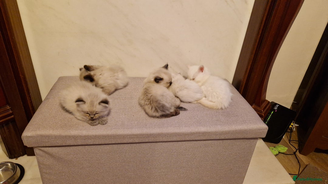 Ragdoll cats for sale: Ragdoll kittens - Advert 5