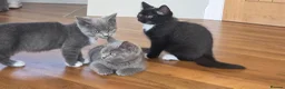 Mixed Breed cats for sale: 3 british shorthair cross kittens, playful & fun - Advert 13