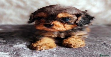 Cavapoo dogs - Advert 1