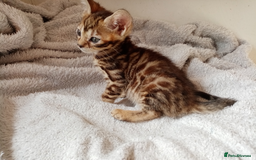 Mixed Breed cats for sale: Lovely Ginger and Rosetted Kittens - Image 26