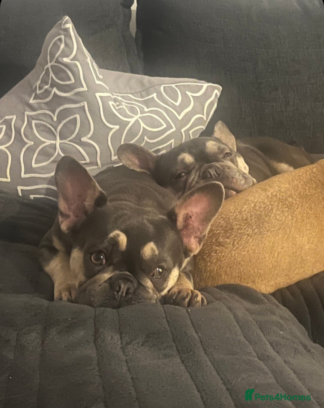 French Bulldog dogs for sale: Beautiful french bulldog  - Advert 5
