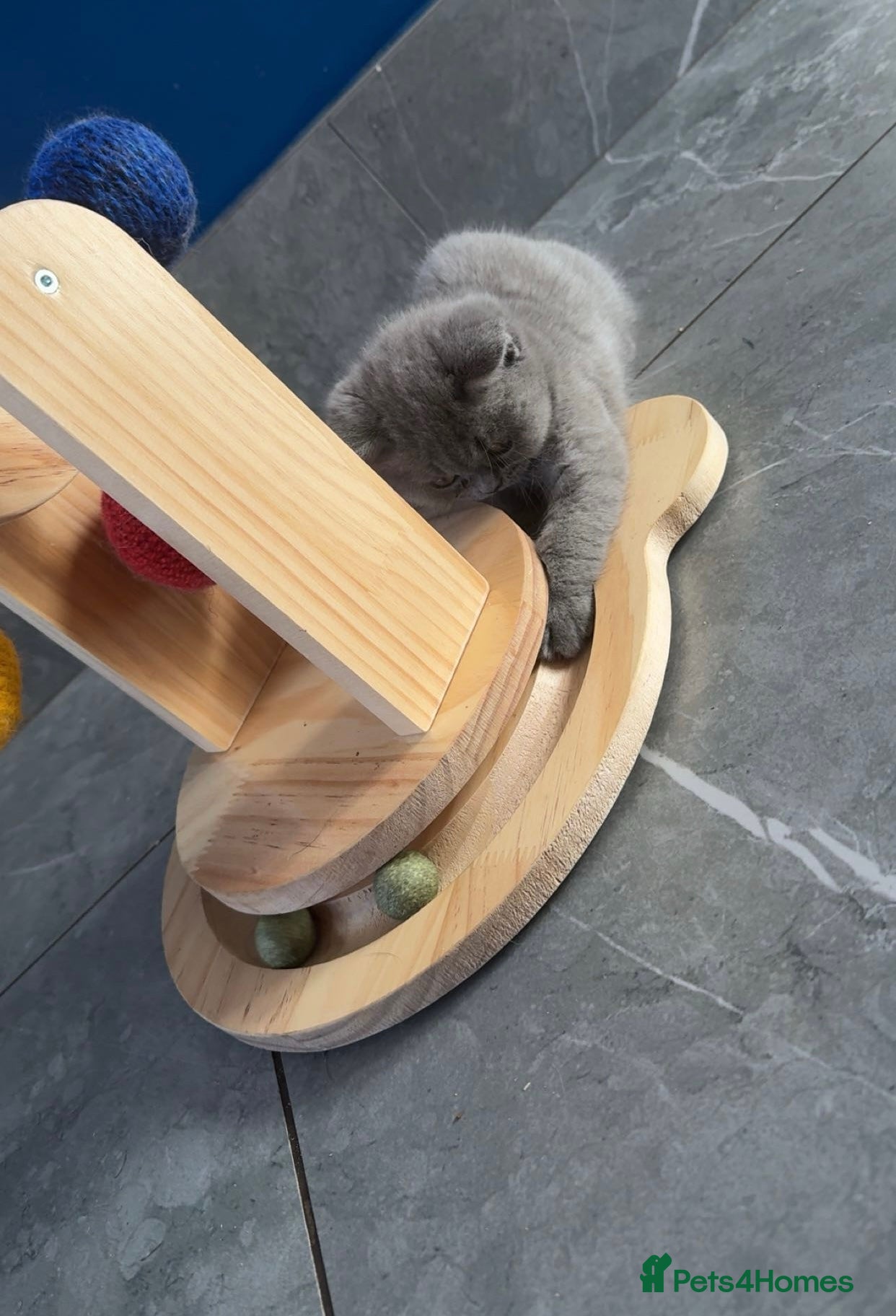 British Shorthair cats GCCF Registered Blue Female  - Advert 2