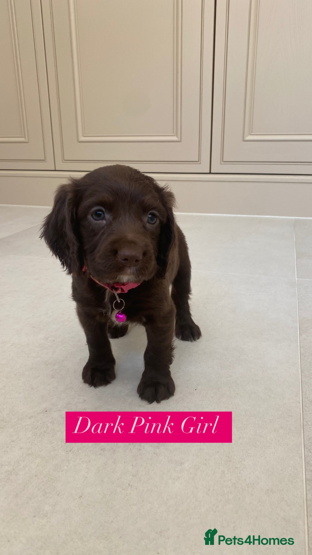Sprocker dogs for sale: Last 2 girls available chocolate Sprockers - Image 6