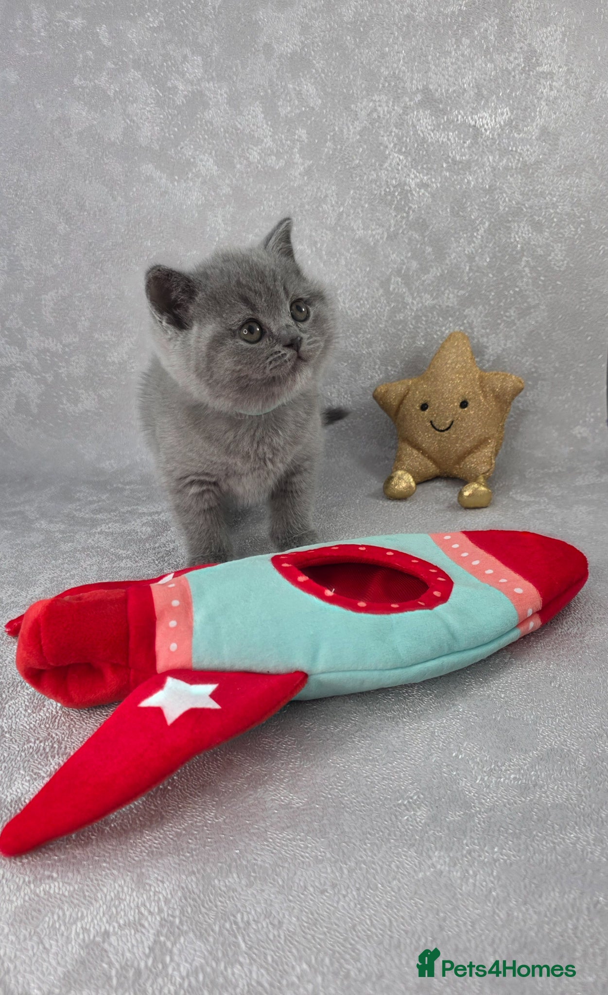 British Shorthair cats for sale: CHAMPION SIRED BSH KITTENS AVAILABLE TO RESERVE - Advert 1